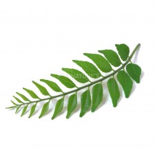 Curry Leaf - Natures Best - 100 g