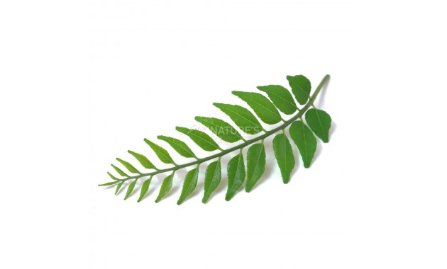 Curry Leaf - Natures Best - 100 g