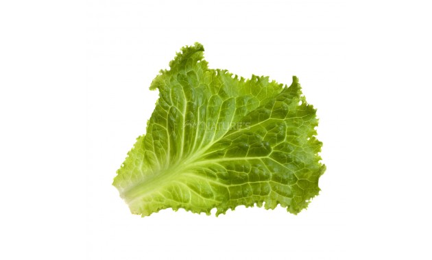 Lettuce Green Leaf - Exotic - 250 g