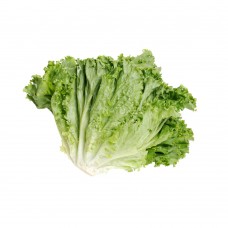 Lettuce Romaine Green  -  Exotic - 250 g